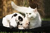 DOGUE ALLEMAND ET CHAT 033
